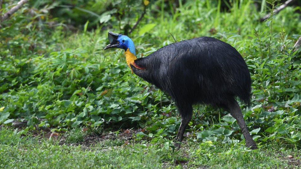 El casuario es considerado una de las aves más peligrosas de la Tierra. GETTY IMAGES