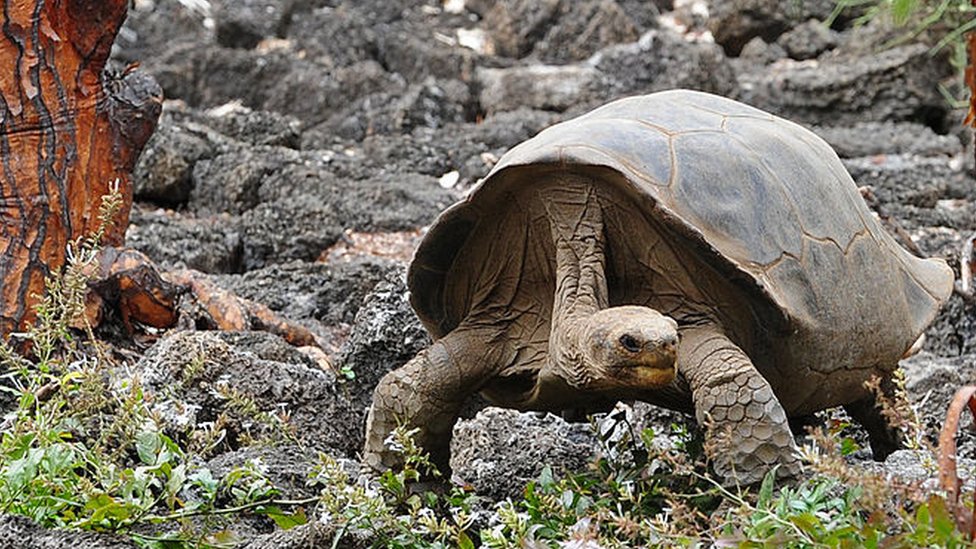 Los animales no están a salvo de la cacería humana: en el cielo las aves, en la tierra las tortugas y en el mar las focas. (Foto Prensa Libre: Hemeroteca PL)