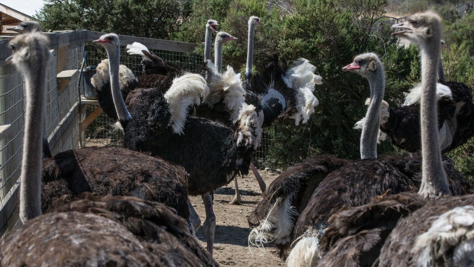 El avestruz es originario de África. Foto:Getty Images