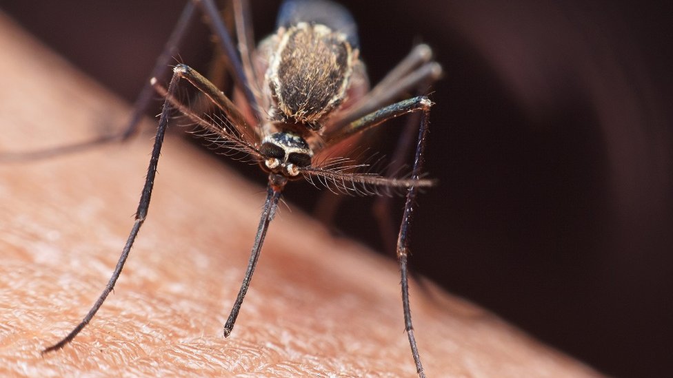 La malaria se propaga por mosquitos infectados.