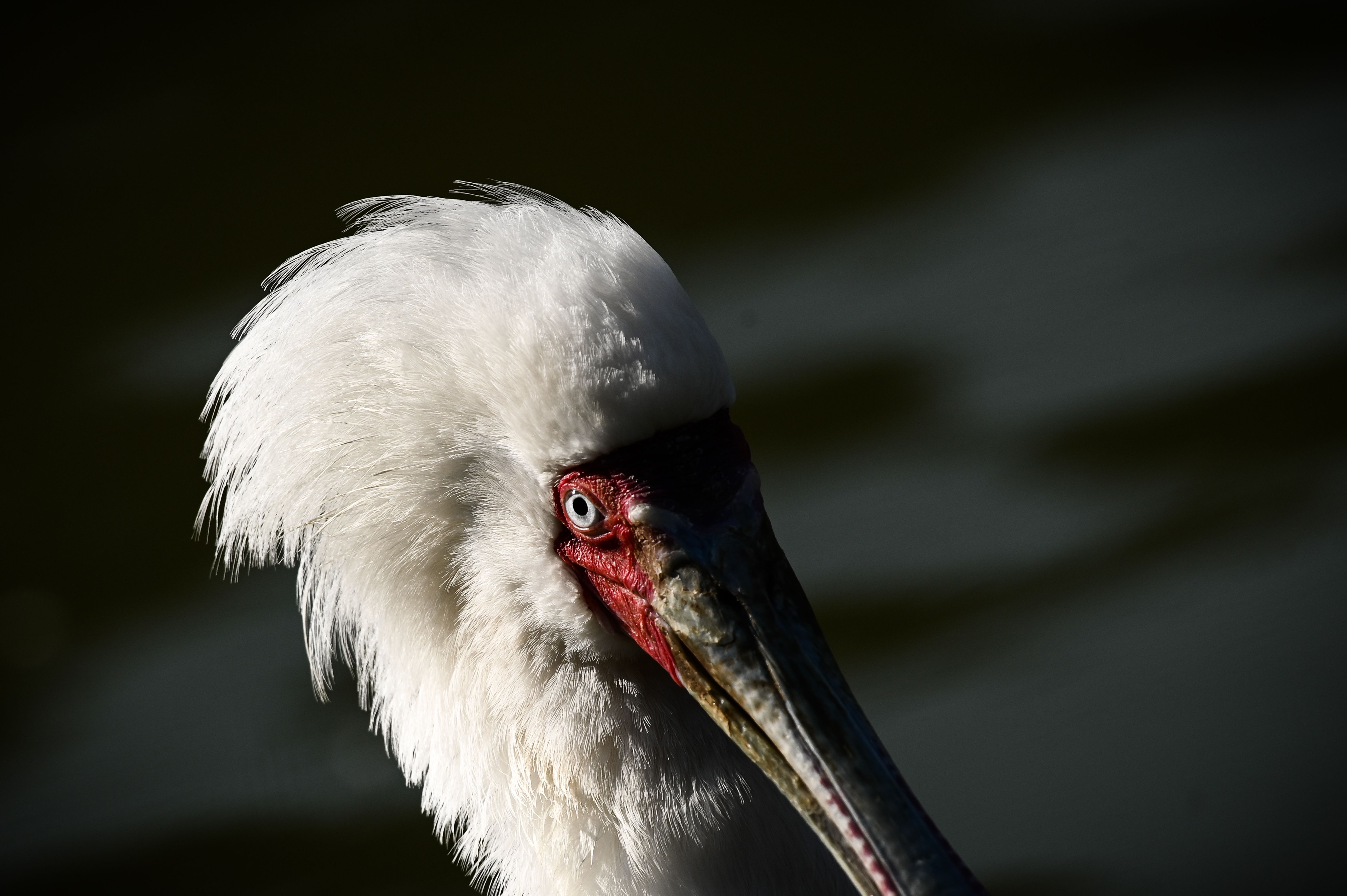 Una vista al mundo animal.  Foto: AFP