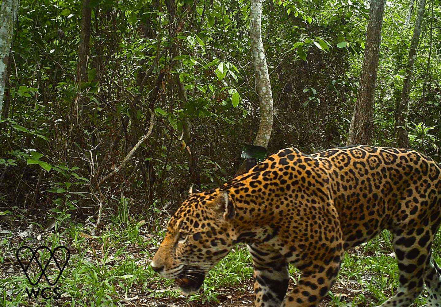 Cámaras instaladas en la selva petenera graban imágenes de los jaguares. (Foto Prensa Libre: Cortesía: Rony García-Anleu, WCS Guatemala).