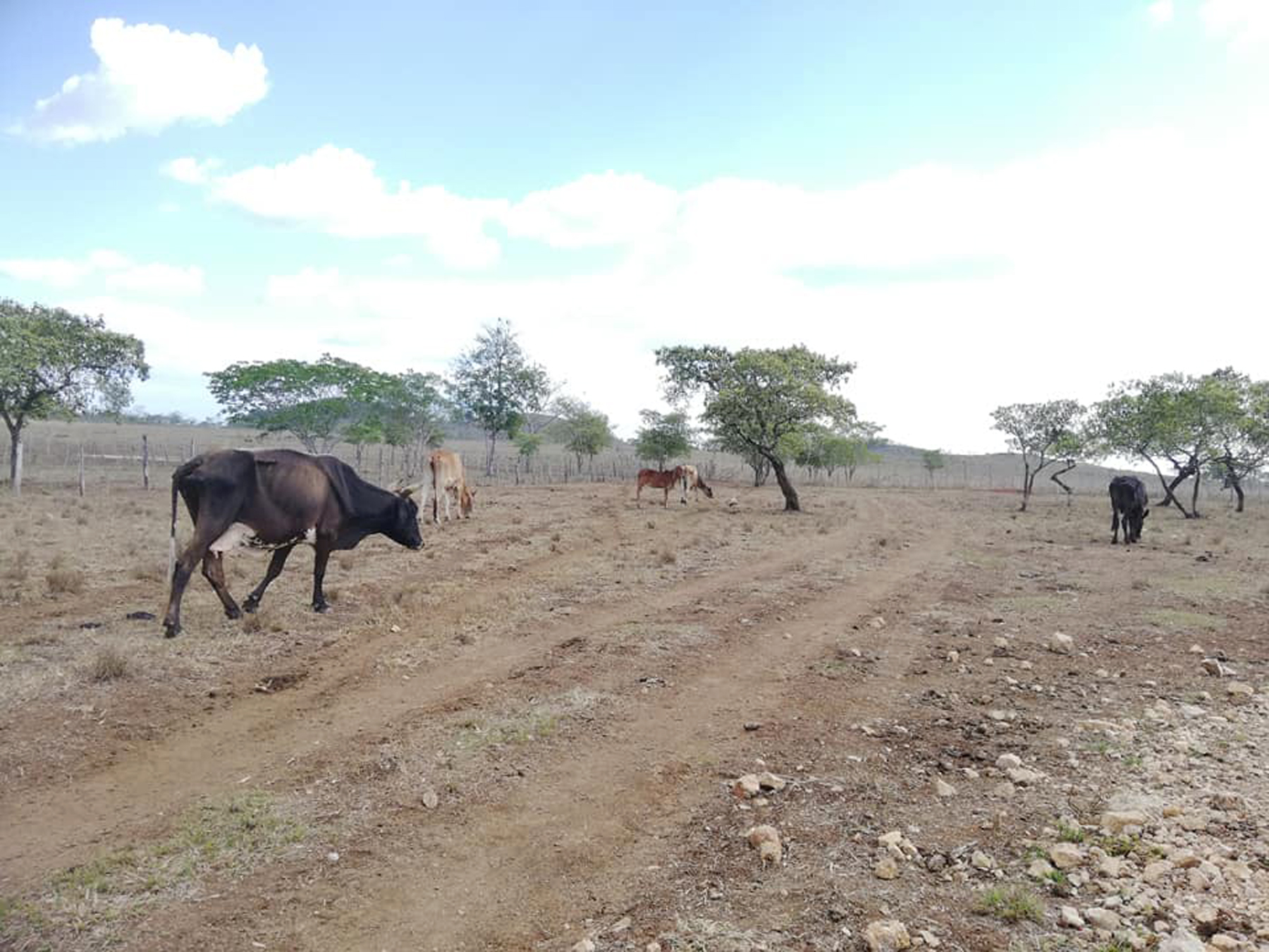 Falta de agua y pastizales es una de las causas de muerte de reses en Petén, según ganaderos y autoridades. (Foto Prensa Libre: Dony Stewart)