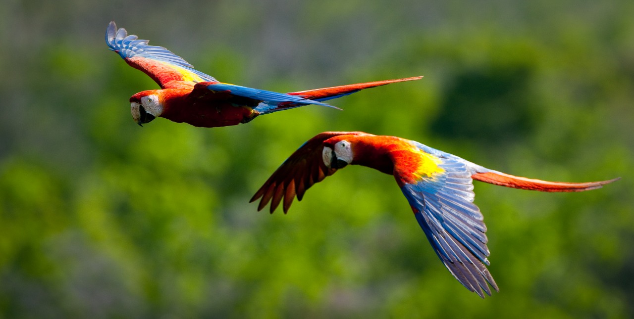 En el país hay alrededor de 300 ejemplares de guacamaya roja, que se ve afectada por los incendios forestales que ocurren en la Biosfera Maya. (Foto Prensa Libre: Cortesía Chris Packham/Wildlife Conservation Society)