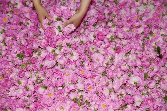 Un agricultor clasifica rosas que se utilizan para hacer aceites esenciales en una plantación de rosas en Haian, en la provincia oriental de Jiangsu, China. Foto Prensa Libre: AFP 