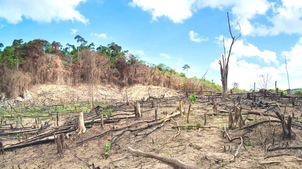 La deforestación en Filipinas. Foto:Getty Images