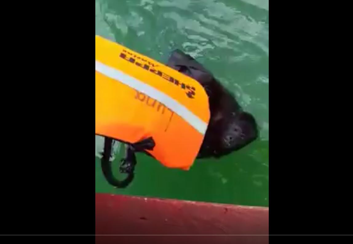 Momento en el que el mono aullador es rescatado en el Lago Petén Itzá. (Video Prensa Libre: Cortesía Jesús Acaham Medina).