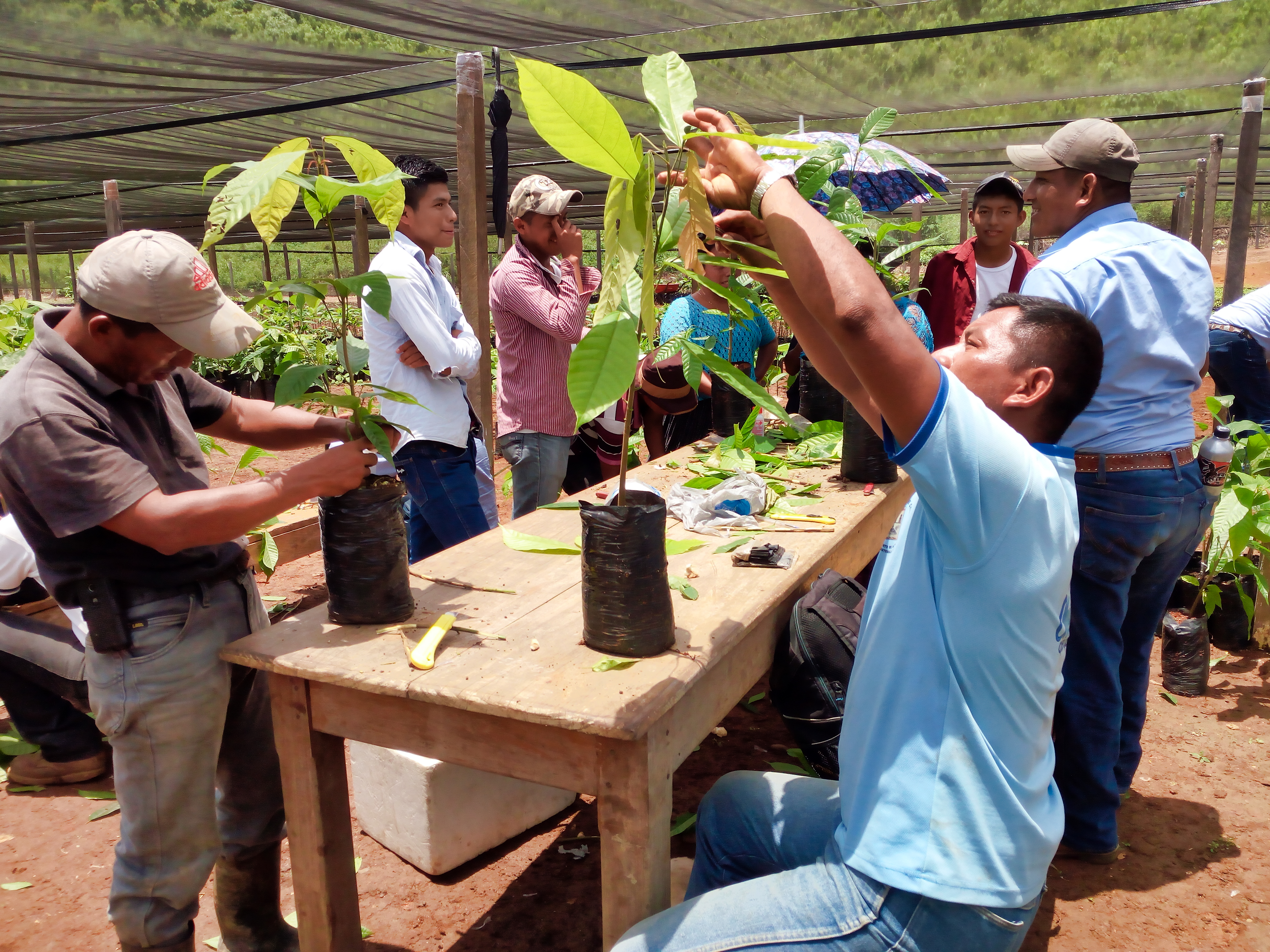 Los proyectos en agricultura han sido impulsados en varias regiones del país.(Foto Prensa Libre: cortesía Heifer)