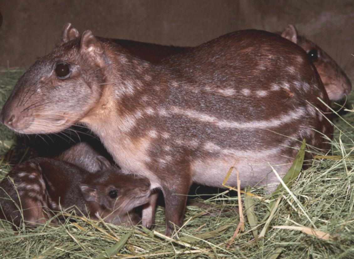 
Quince tepezcuintles fueron robados del Zoológico Privado de Oriente en Zacapa. (Foto Prensa Libre: Mario Morales)