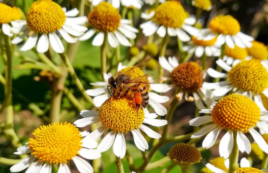 
Para la conservación de las abejas, expertos sugieren no cortar las flores silvestres de los jardines. (Foto Prensa Libre: César Antonio Pérez)
