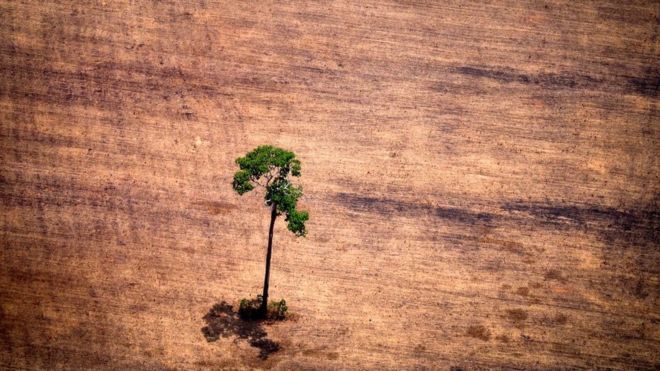 El ambicioso estudio detalla qué plantas se han extinguido, dónde y qué tan rápido.