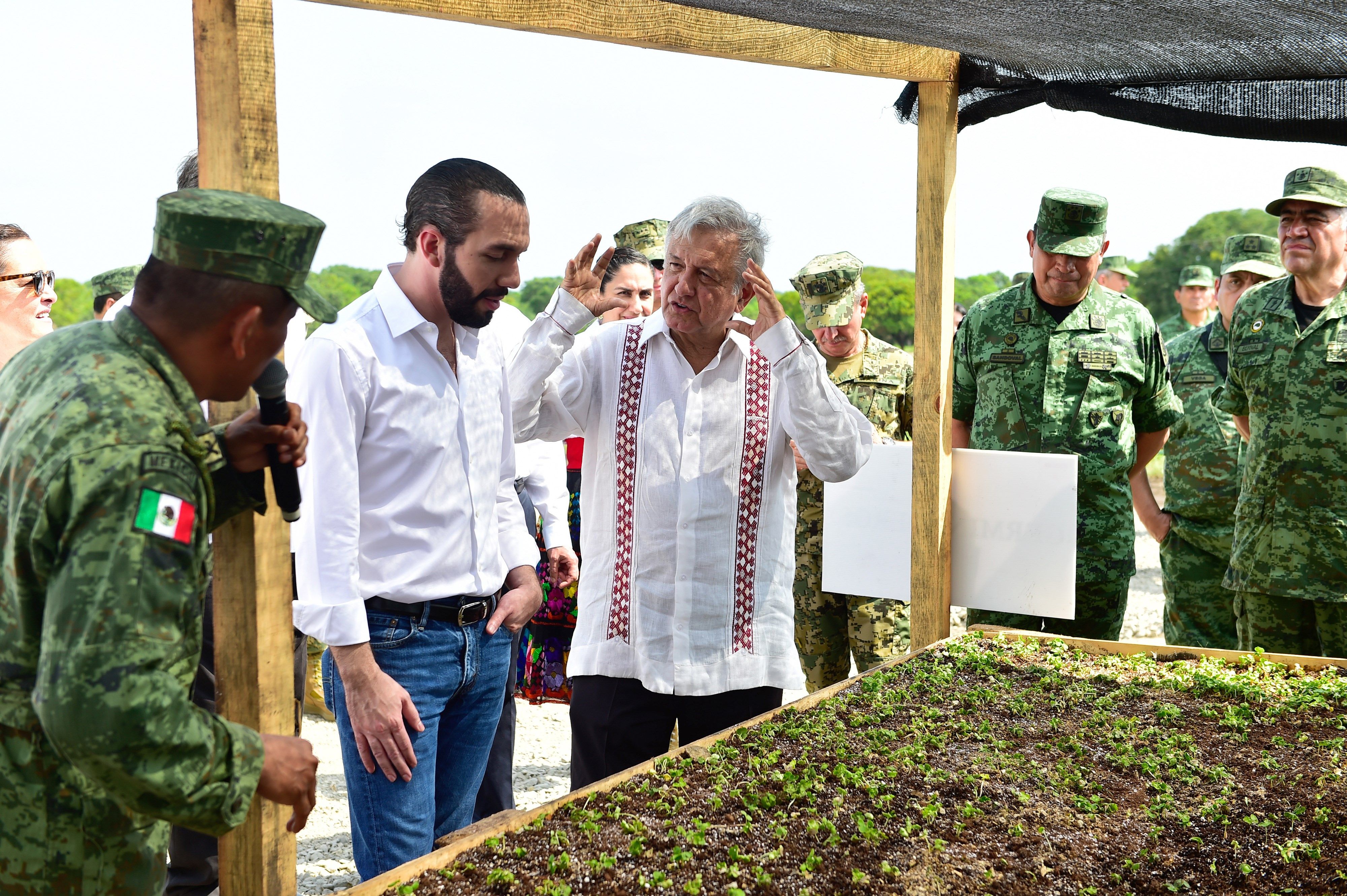 Los presidentes de El Salvador, Nayib Bukele y de México Andres Manuel López Obrador revisan un vivero, parte del programa Sembrando Vidas, parte del Plan de Desarrollo Integral, mediante el cual se hará una fuerte inversión en el país centroamericano. (Foto Prensa Libre:  EFE)