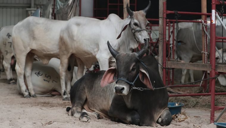 El Maga, informó que están trabajando con el sector ganadero, en un programa de control progresivo de brucelosis y tuberculosis bovina, para poder exportar a México. (Foto Prensa Libre: Hemeroteca) 