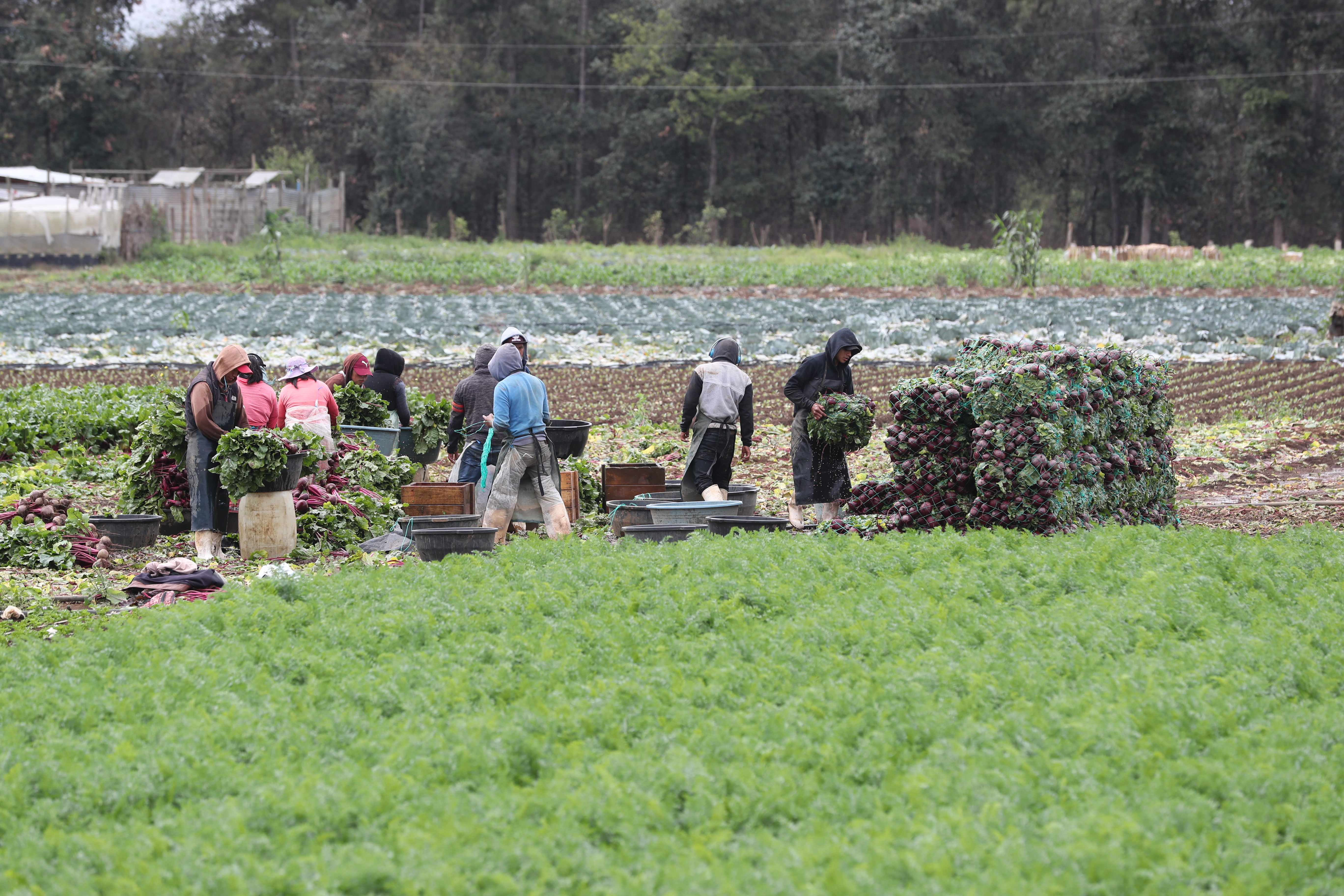 La temporada de frentes fríos será intensa y las autoridades advierten sobre heladas agrícolas. (Foto Prensa Libre: Hemeroteca) 