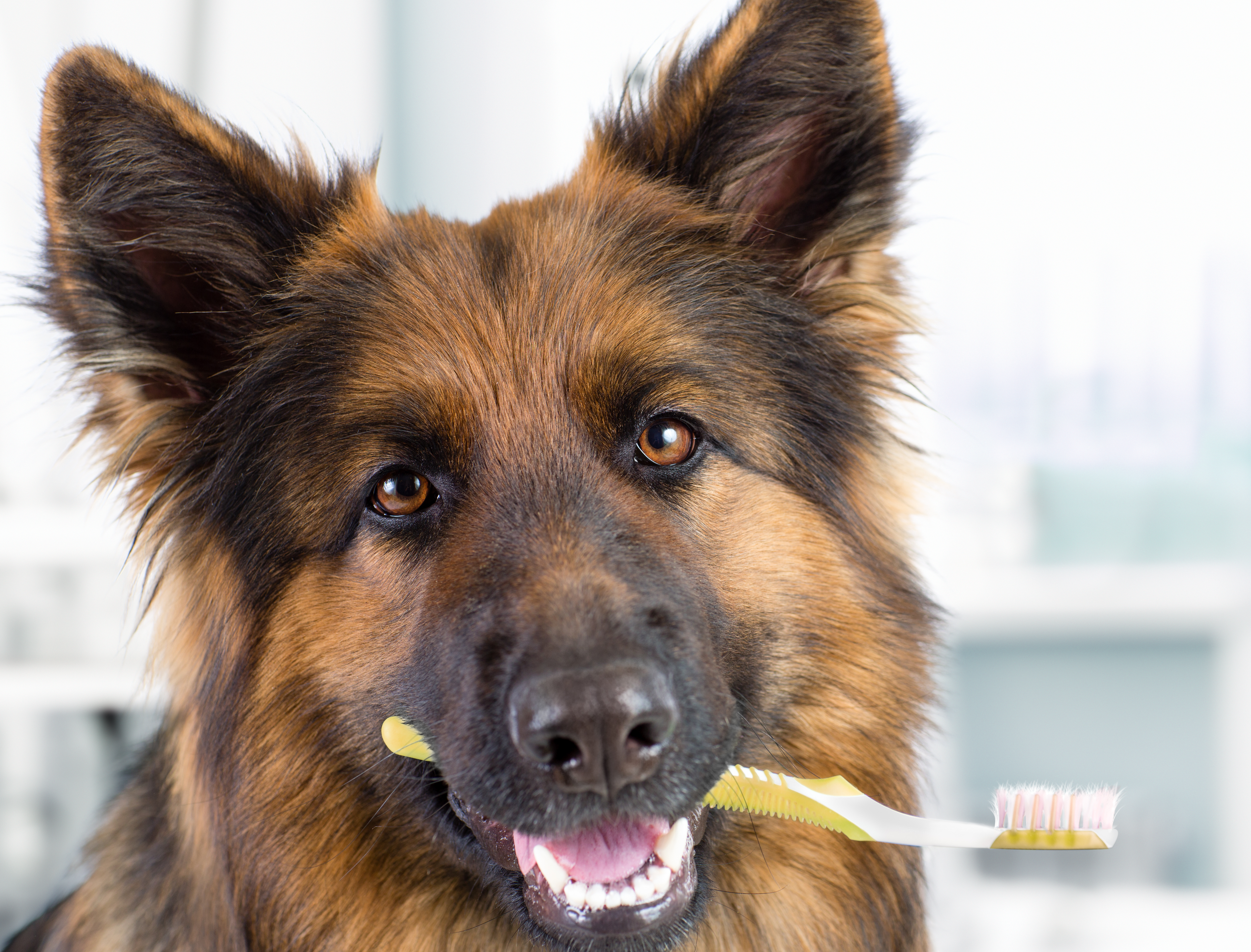 Muchos perros muestran signos de enfermedad en las encías debido a que sus dueños no le prestan la atención a su salud bucal. El mal aliento suele ser la primera señal de que algo no está bien. (Foto Prensa Libre: Servicios)