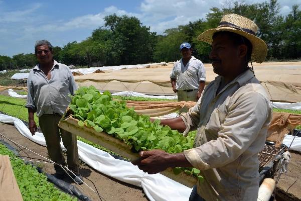 Según la propuesta de Camagro, el riego es una herramienta que mejora la productividad para los pequeños productores que tienen pocos recursos para invertir directamente en infraestructura, y que pueden triplicar sus ingresos. (Foto Prensa Libre: Hugo Oliva)