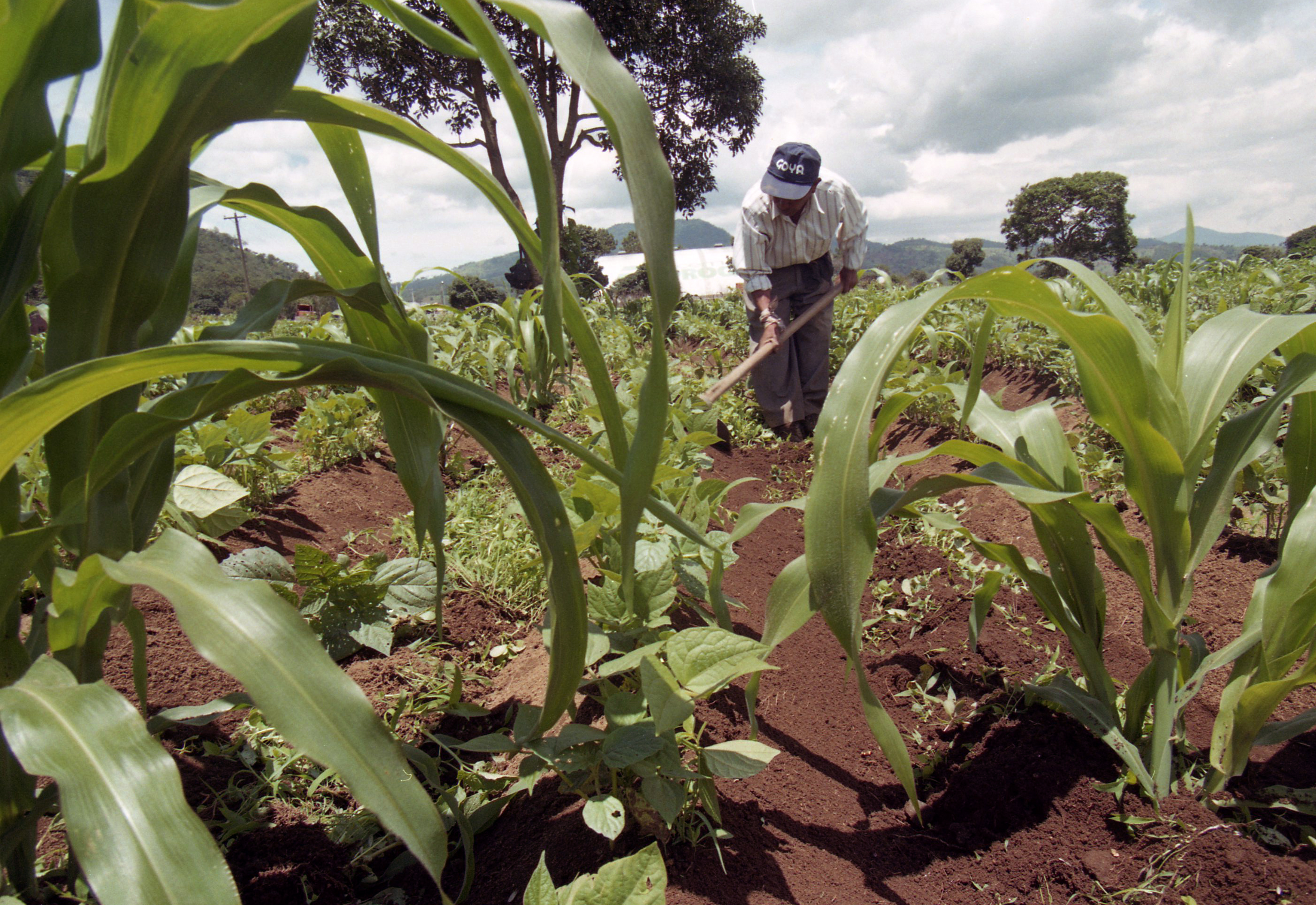 La siembra de maíz en algunos sectores ya empezó y, estimulados por los precios, algunos productores esperan incrementar la superficie de cultivo. Para este año se espera una producción de 36 a 40 millones de quintales de maíz. (Foto Prensa Libre: Hemeroteca) 