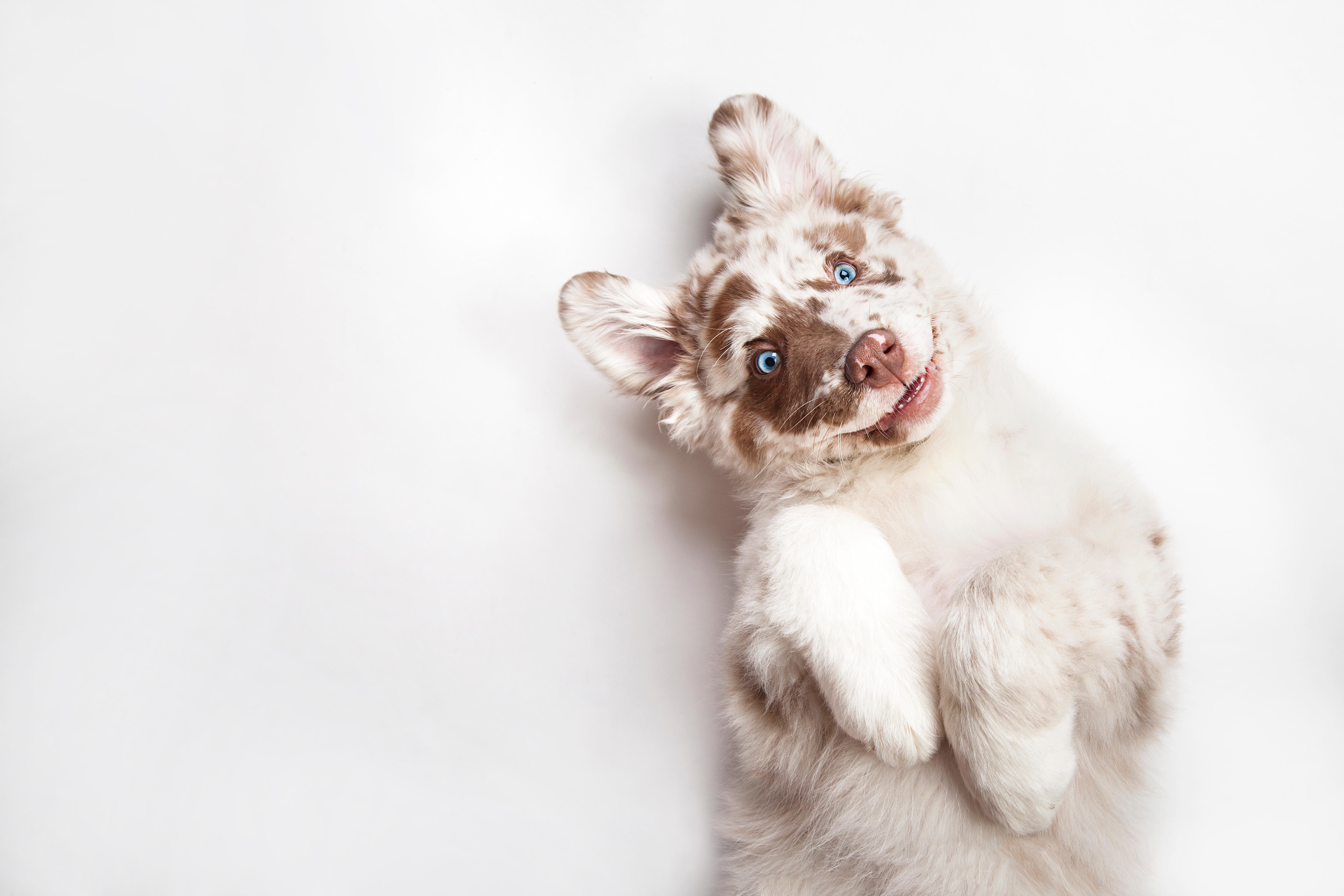 Las características de los perros albinos es la baja pigmentación en ojos, nariz y pelo. (Foto Prensa Libre: Servicios).