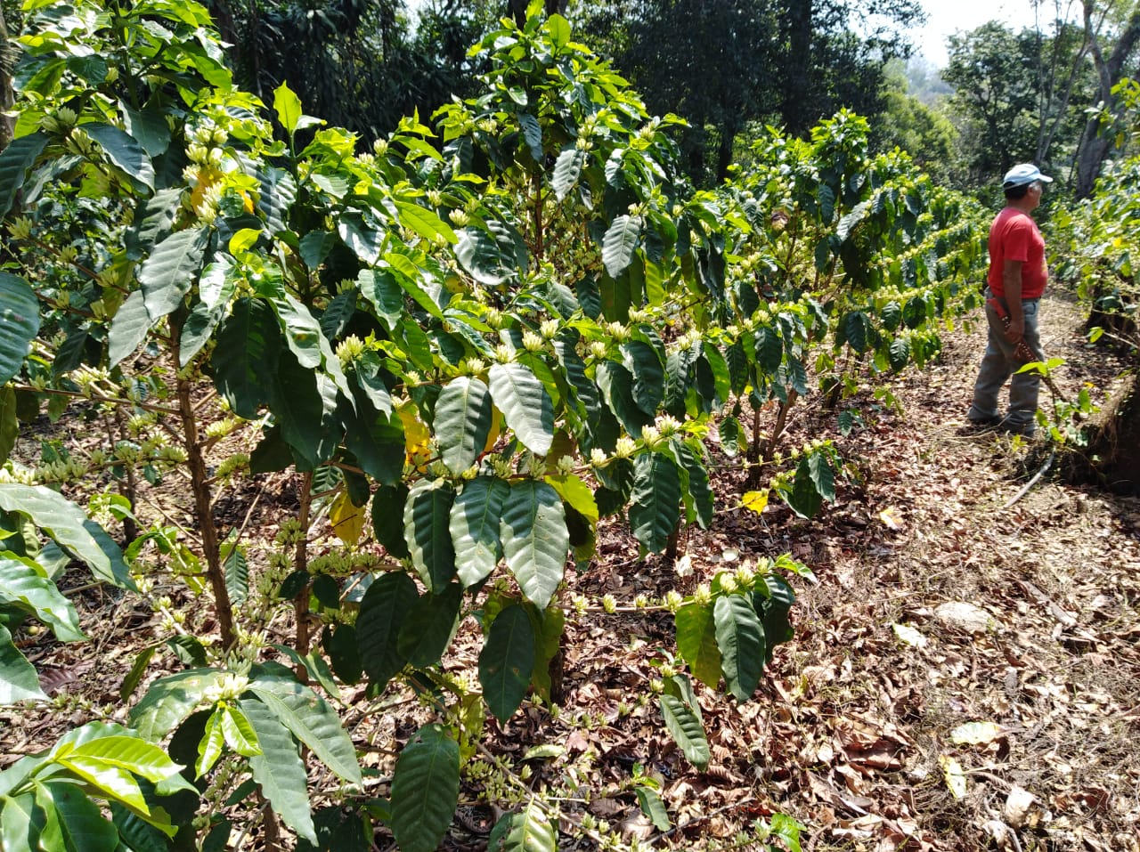 Parte de las plantaciones de café que se han recuperado en El Rodeo, Escuintla, que fueron afectadas por la erupción del Volcán de Fuego hace un año. (Foto Prensa Libre: cortesía Anacafé)