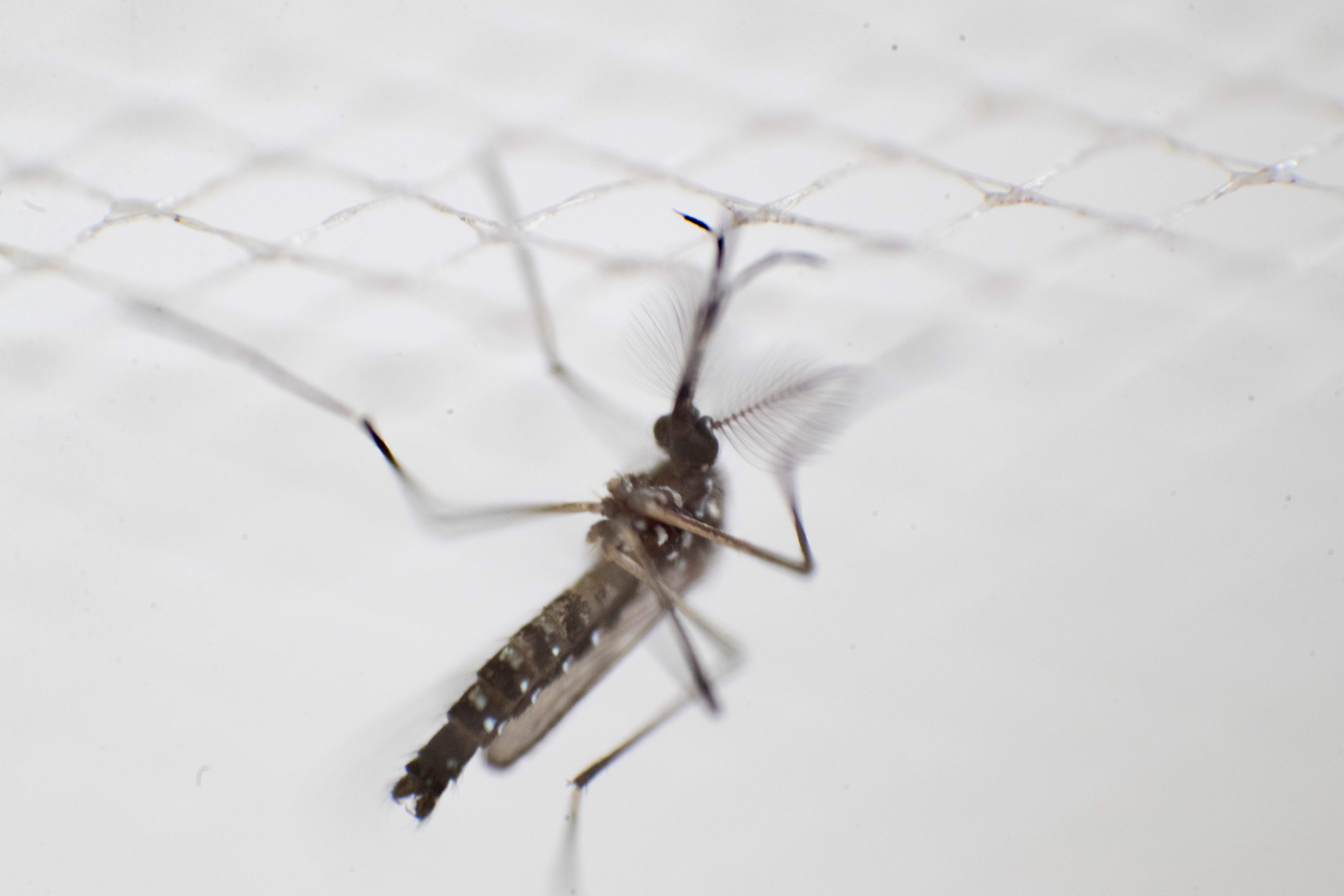 El mosquito Aedes aegypti es el responsable de la transmisión del virus del dengue, eliminar los criaderos del zancudo se hace necesario para combatir la enfermedad. (Foto Prensa Libre: AFP)