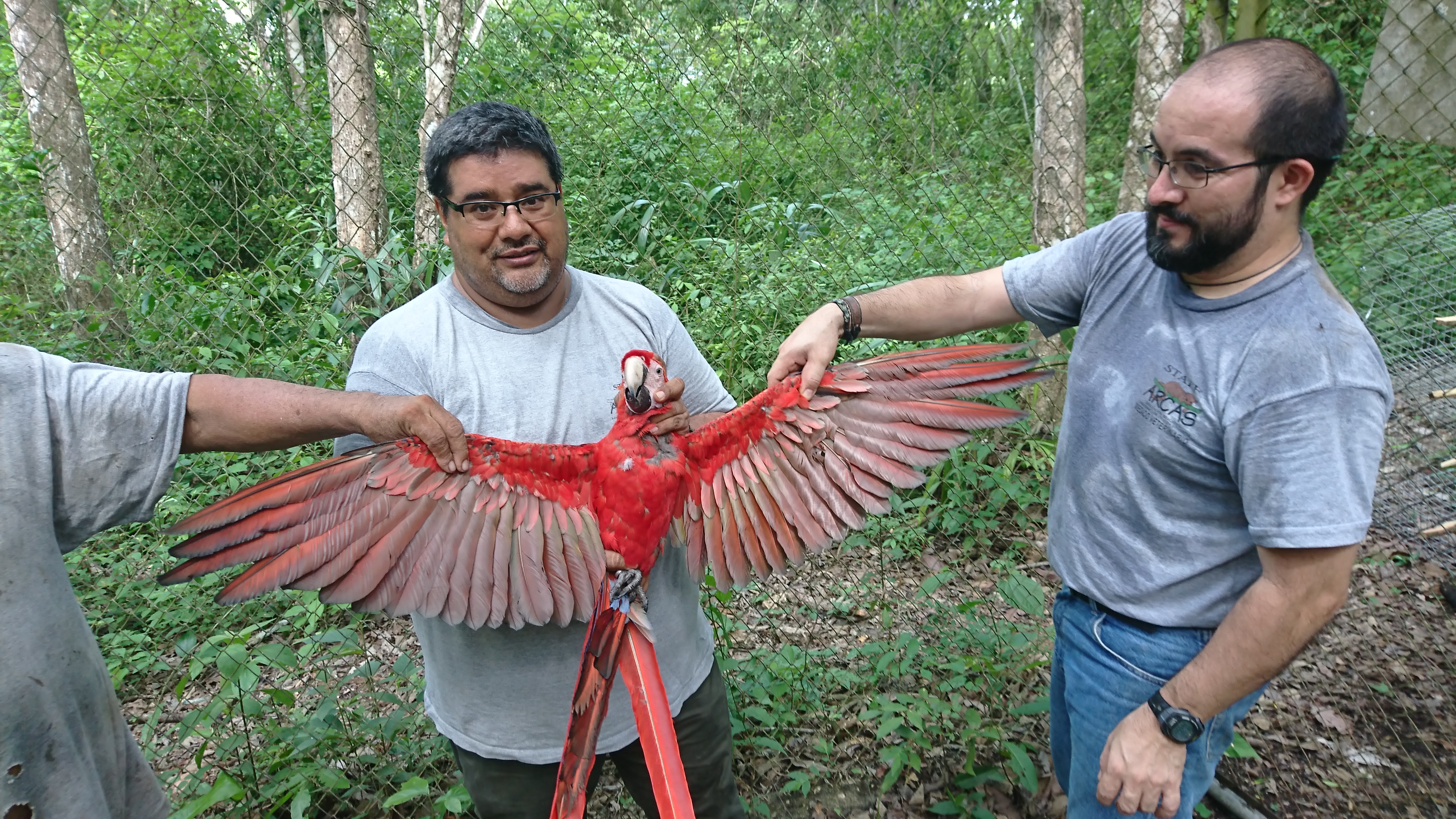 Las guacamayas fueron reproducidas en cautiverio y creadas por sus padres. (Foto Prensa Libre: Cortesía Arcas)