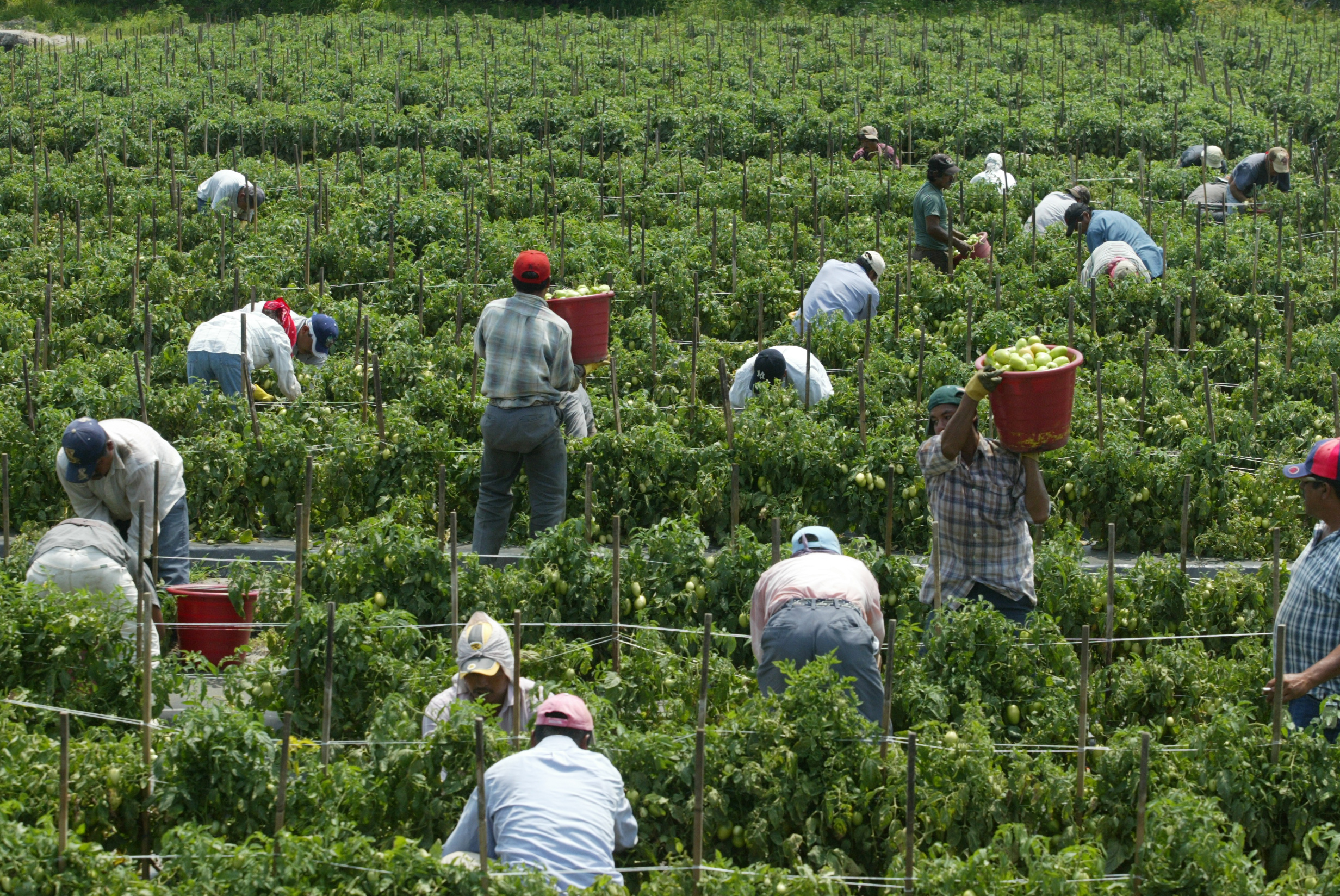 Unas 130 visas de trabajo temporal hacia Canadá están disponibles para este segundo semestre del año para actividades agrícolas y ganadería. (Foto Prensa Libre: Hemeroteca) 