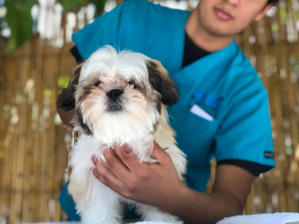 Las tiendas Paws poseen servicio de veterinaria, estética canina, y otros servicios. (Foto Prensa Libre: Facebook-Paws Veterinaria)