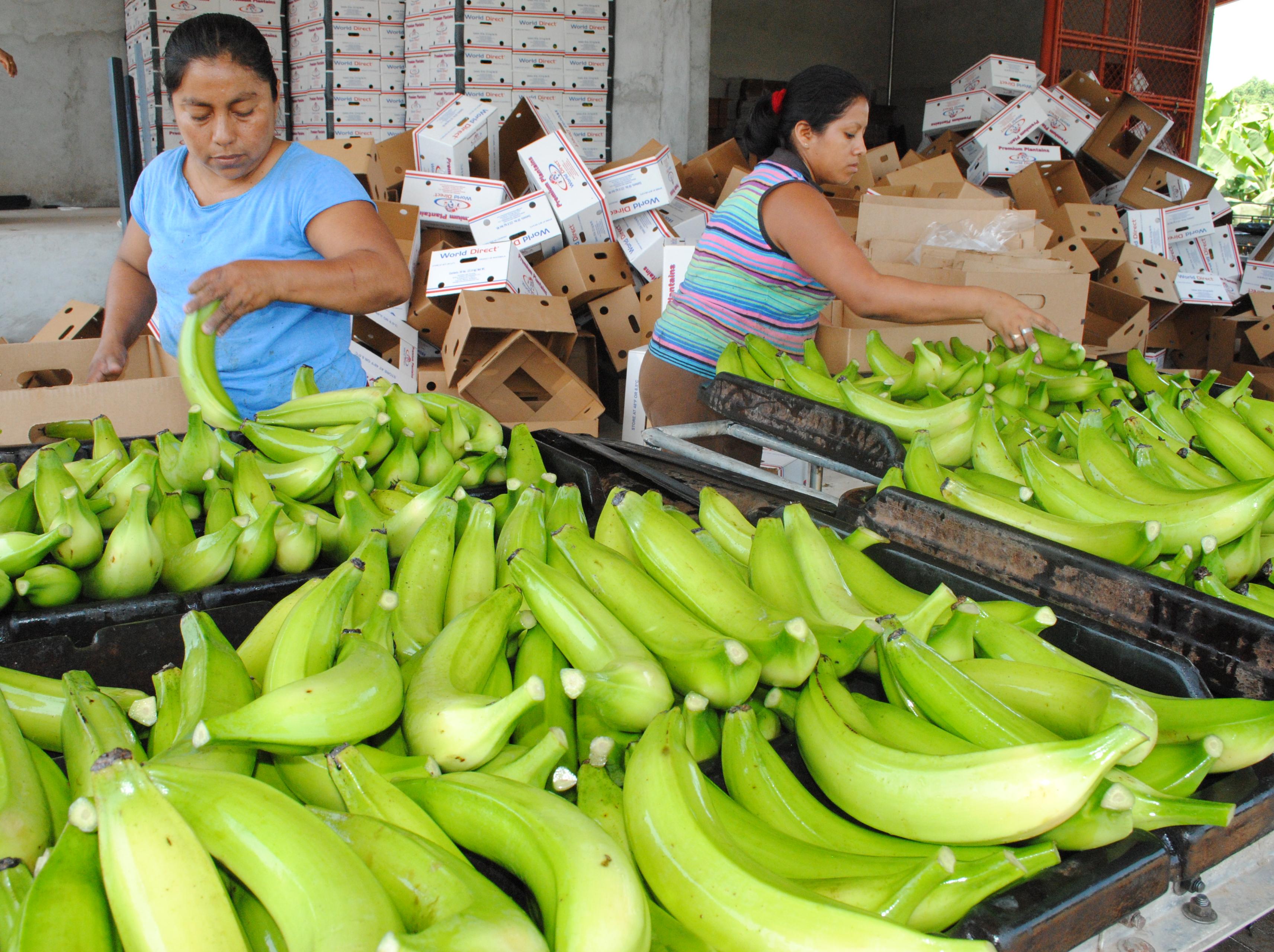 Guatemala está en desventaja con el resto de los países de Centroamérica, por la entrada en vigor del TLC con Corea del Sur. El país se adherida antes del 2019, según las autoridades. (Foto Prensa Libre: Hemeroteca)