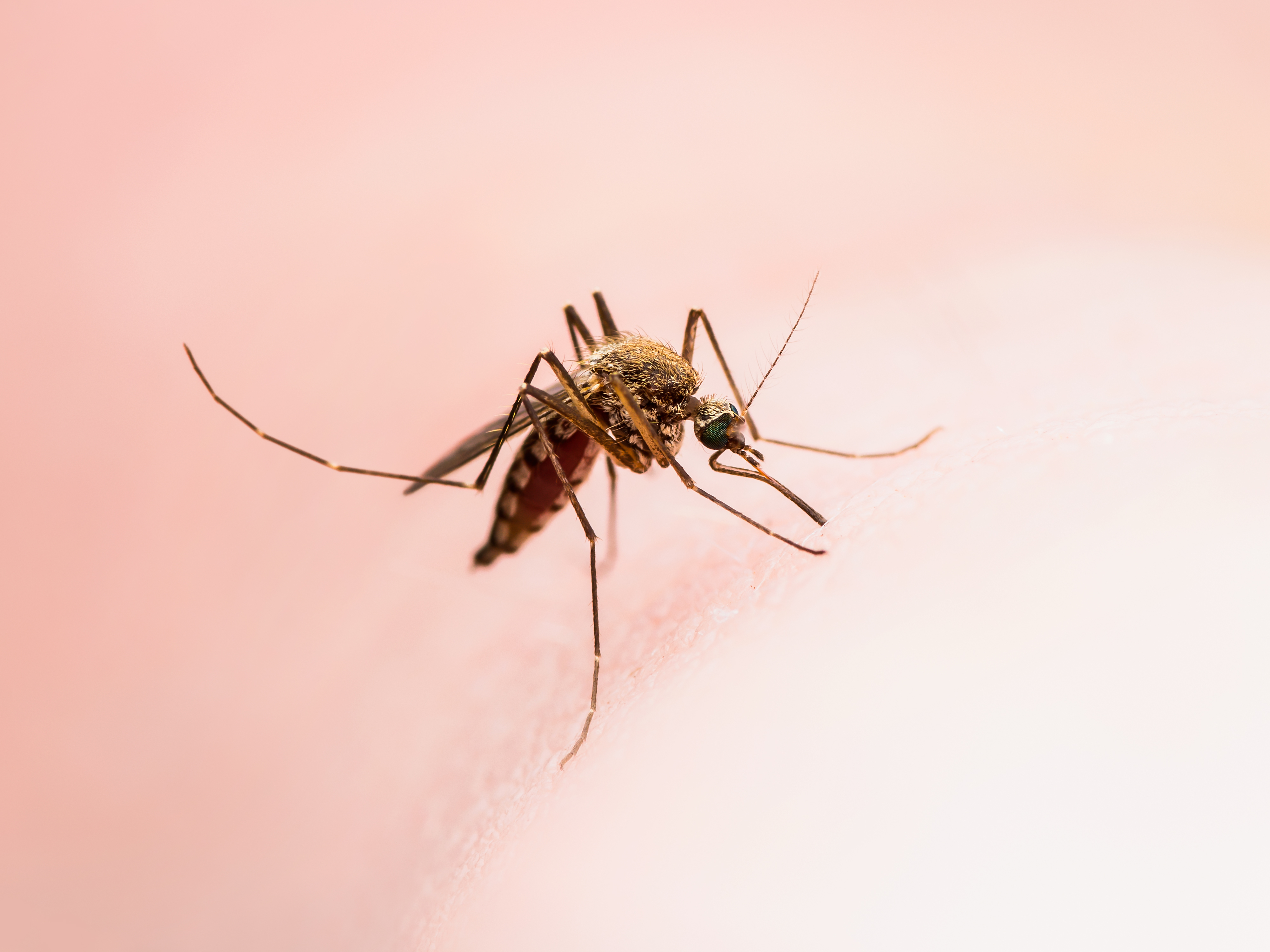 Acorde a la Organización Mundial de la Salud, los mosquitos se encuentran en estadios inmaduros en el agua, sobre todo en recipientes artificiales muy próximos a viviendas y, a menudo, en espacios interiores. (Foto Prensa Libre: Servicios)