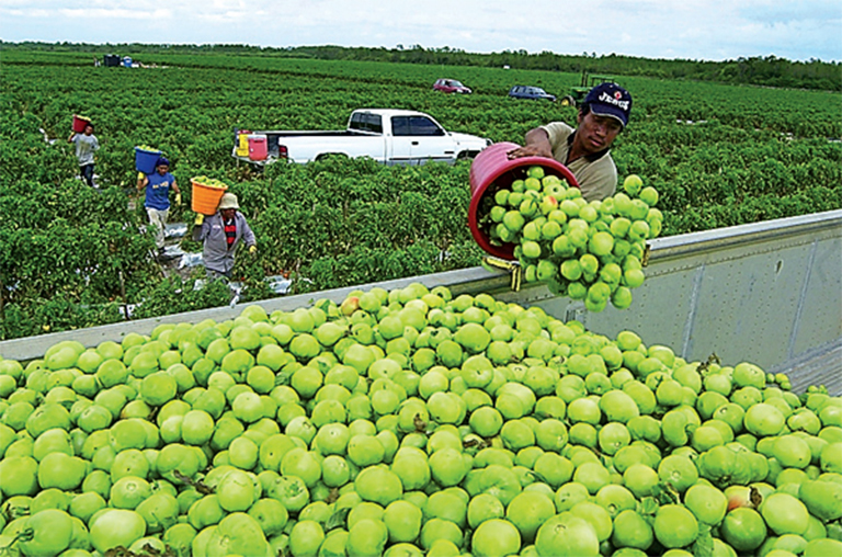 Guatemala espera incrementar el número de visas agrícolas para trabajadores guatemaltecos.  (Foto Prensa Libre: Hemeroteca)