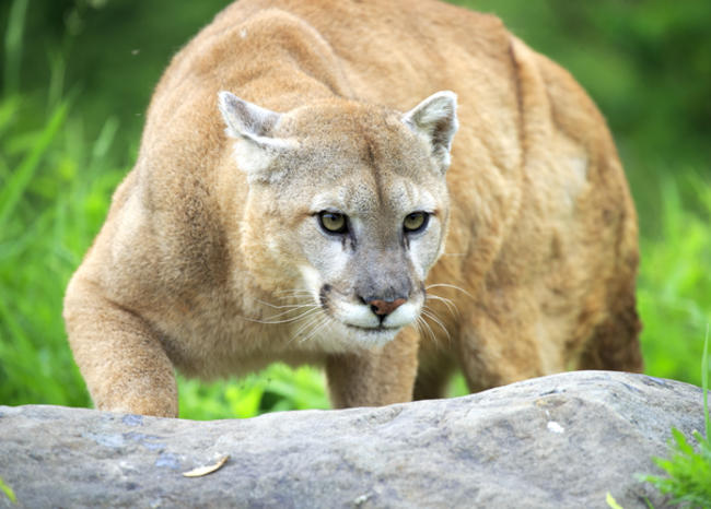 El puma es considerado uno de los mayores felinos en América. (Foto referencial: AFP)