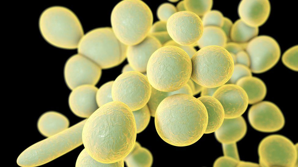 Casi la mitad de los pacientes que contraen el Candida auris fallecen en noventa días. (Foto Prensa Libre: Science Photo Library)