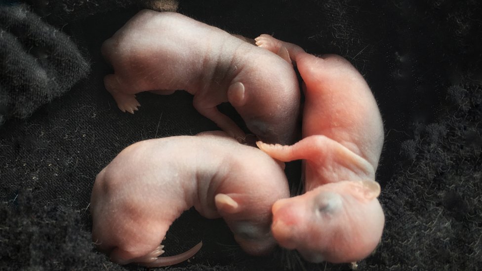 Los experimentos con células madres humanas implantadas en animales del equipo japonés se intentará primero en ratas y ratones. (Foto Prensa Libre: Getty Images)