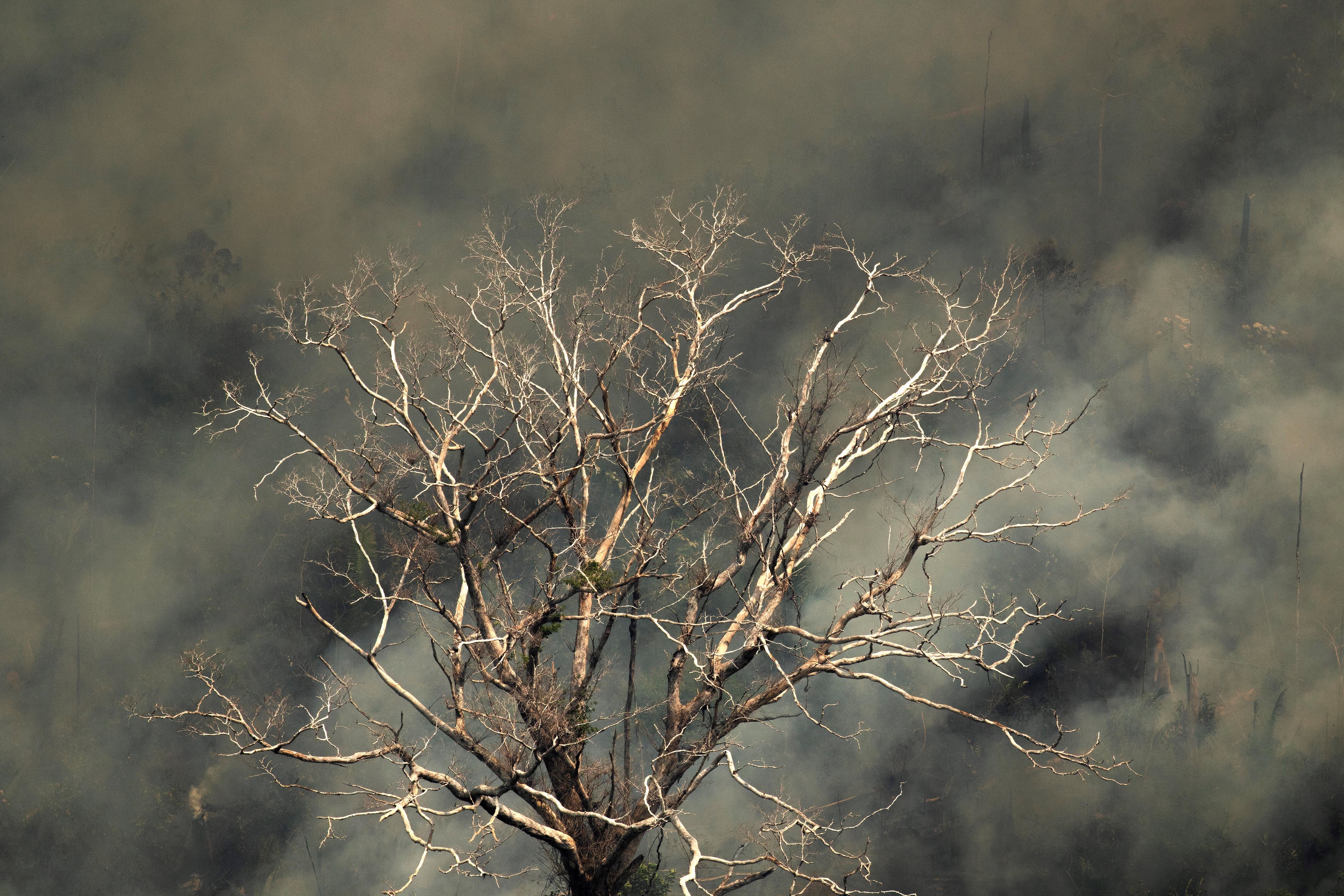 Vista aérea de un árbol carbonizado, este viernes, en la selva amazónica de Porto Velho, Rondonia, Brasil. (Foto Prensa Libre: EFE) 