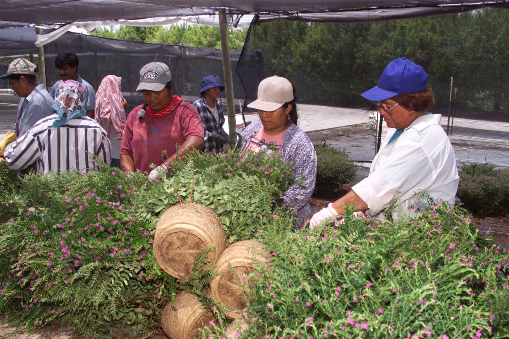 Analistas recomendaron modular las expectativas sobre la generación de visas de trabajo agrícola temporal hacia Estados Unidos. (Foto Prensa Libre: Hemeroteca)