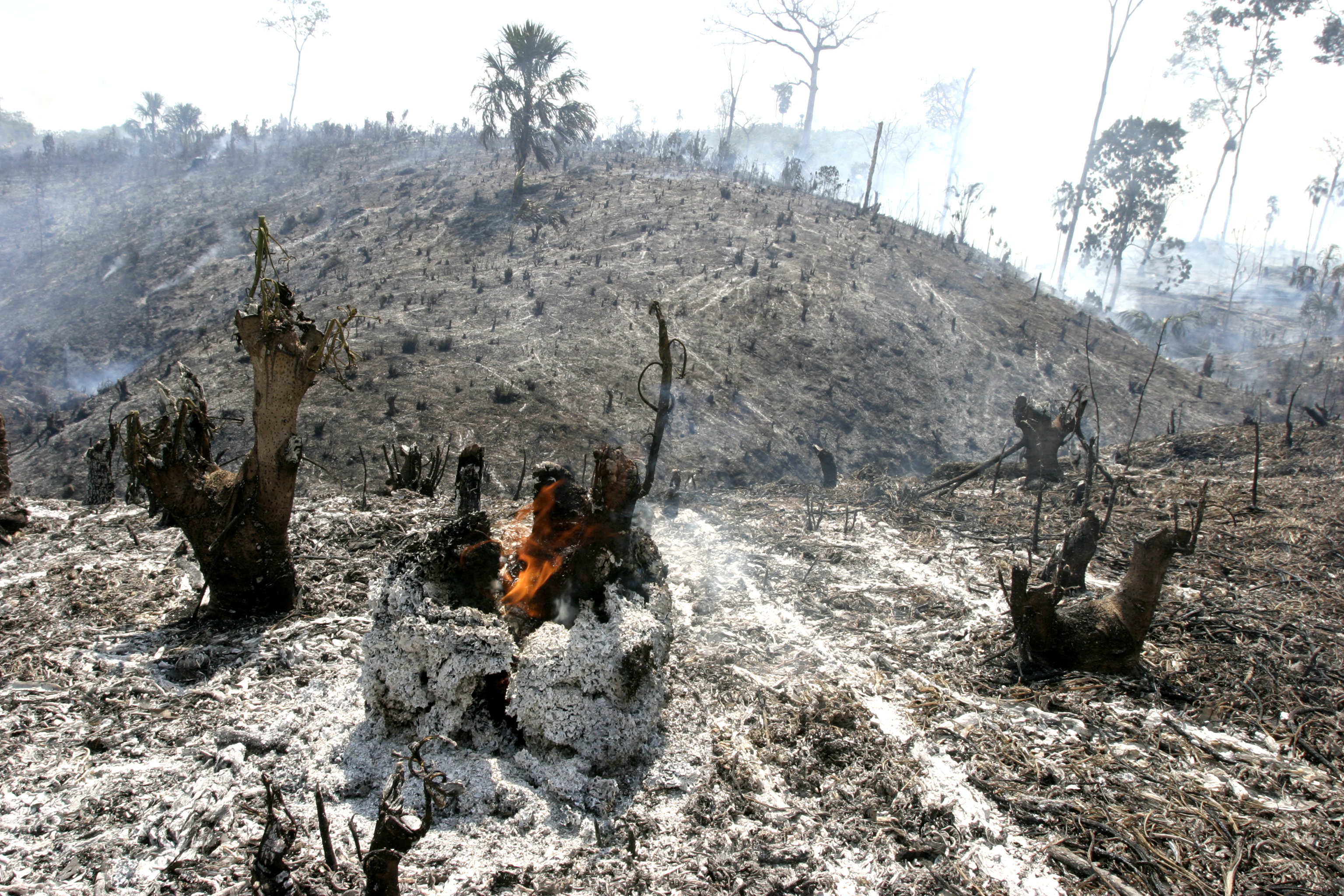 El Parque Nacional Laguna del Tigre, en Petén, ha sido afectado por incendios forestales durante los últimos años. (Foto: Hemeroteca PL)