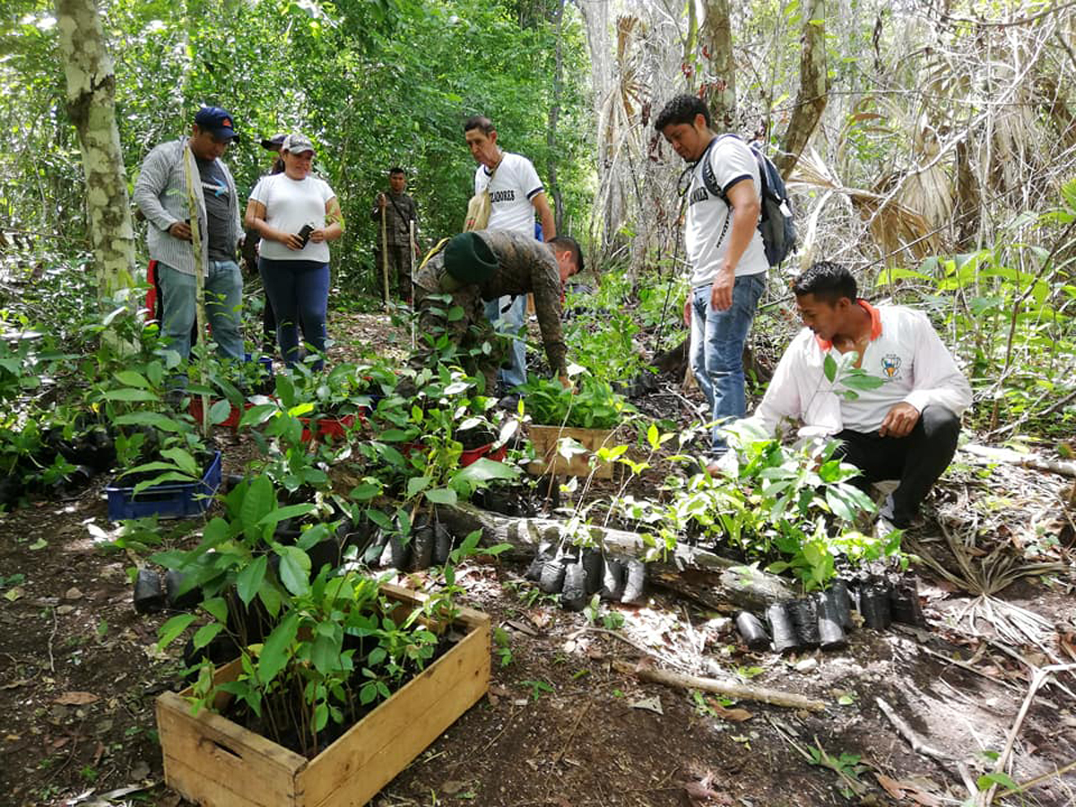 Para recuperar áreas afectadas por incendios forestales del parque ecológico Arístides y Adelita Calvani, en San Andrés, Petén, grupos ambientalistas y estudiantes reforestan la zona.  (Foto Prensa Libre: Dony Stewart)