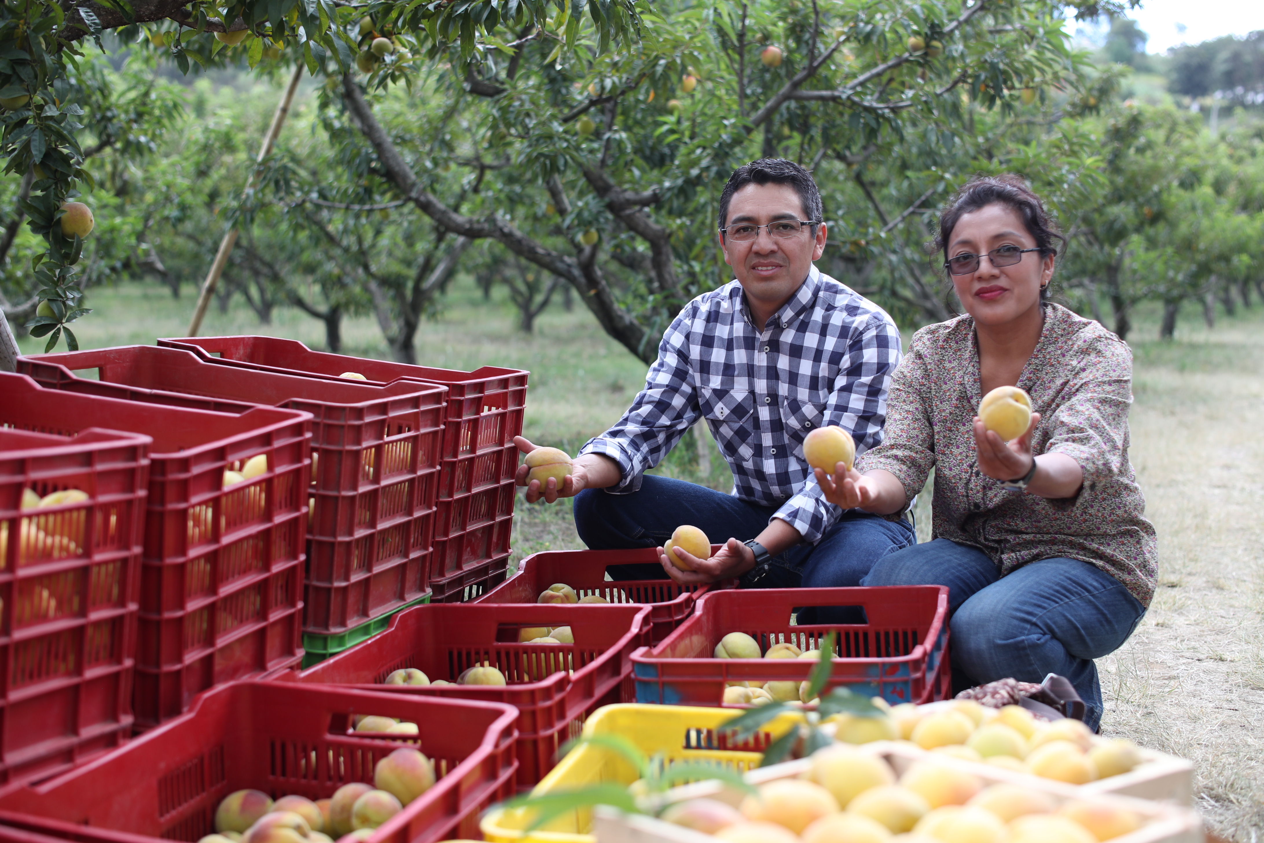 Turistas tendrán la oportunidad de participar en la cosecha de melocotones y degustarlos durante el Primer Festival del Melocotón en Salcajá, Quetzaltenango. (Foto Prensa Libre: María Longo) 