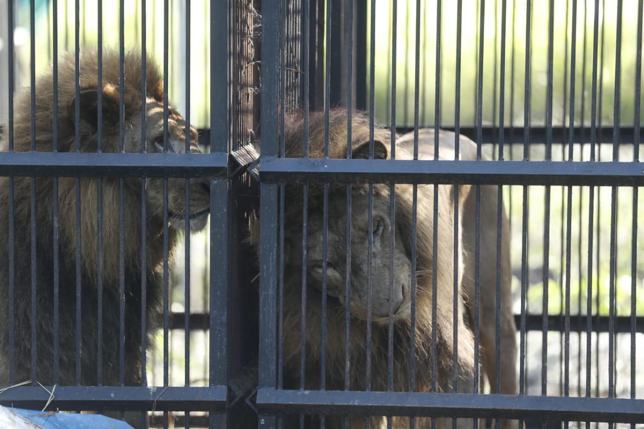 Los leones permanecen en jaulas mientras se concluyen los trámites para ser llevados a santuarios de otros países. (Foto Prensa Libre: Esbin García)