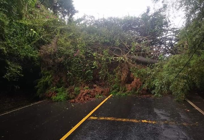 Árboles obstruyen el ingreso a Piedra Parada, Santa Catarina Pinula. (Foto Prensa Libre: Conred)