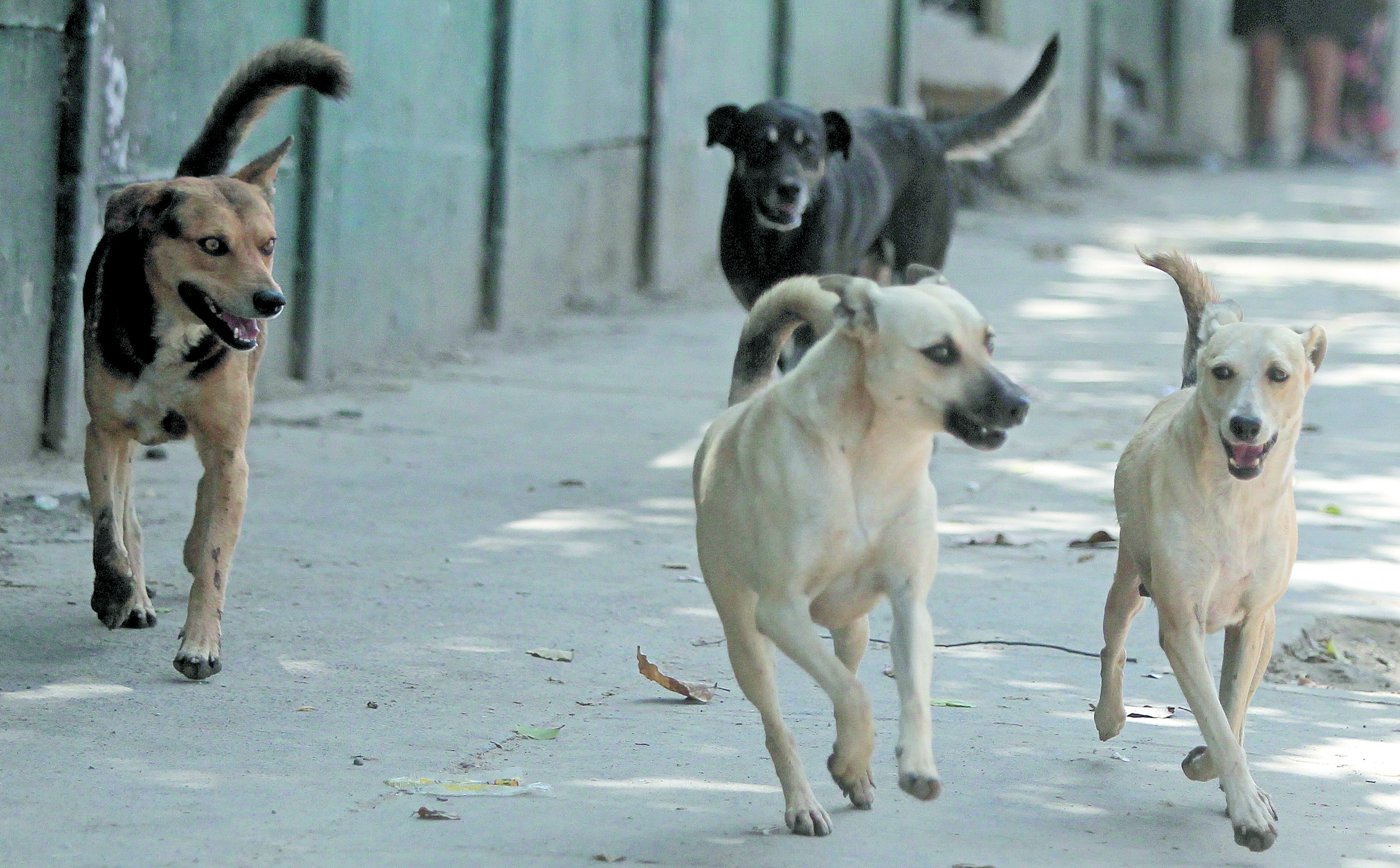 Algunos de los casos que atienden los socorristas es de peatones mordidos por perros sin dueño, aunque muchos incidentes también ocurren en viviendas.(Prensa Libre: Hemeroteca PL)