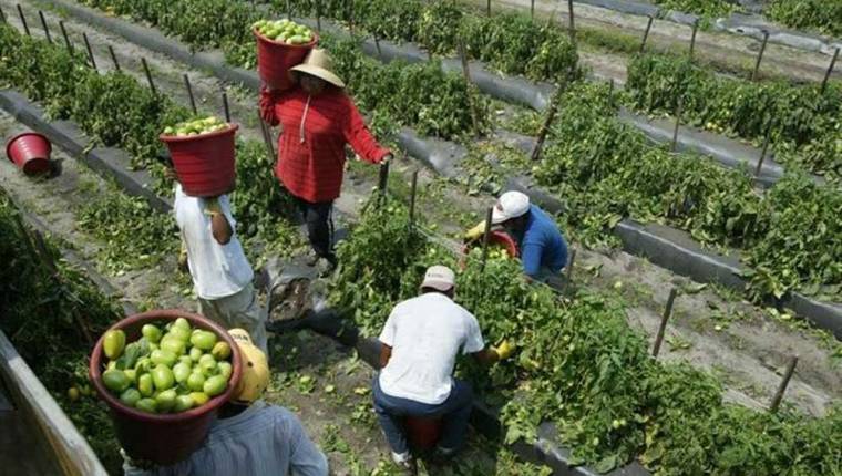 Los migrantes serán reclutados por el Ministerio de Trabajo o por contratistas certificados para que puedan trabajar temporalmente en Estados Unidos. (Foto Prensa Libre: Hemeroteca PL) 