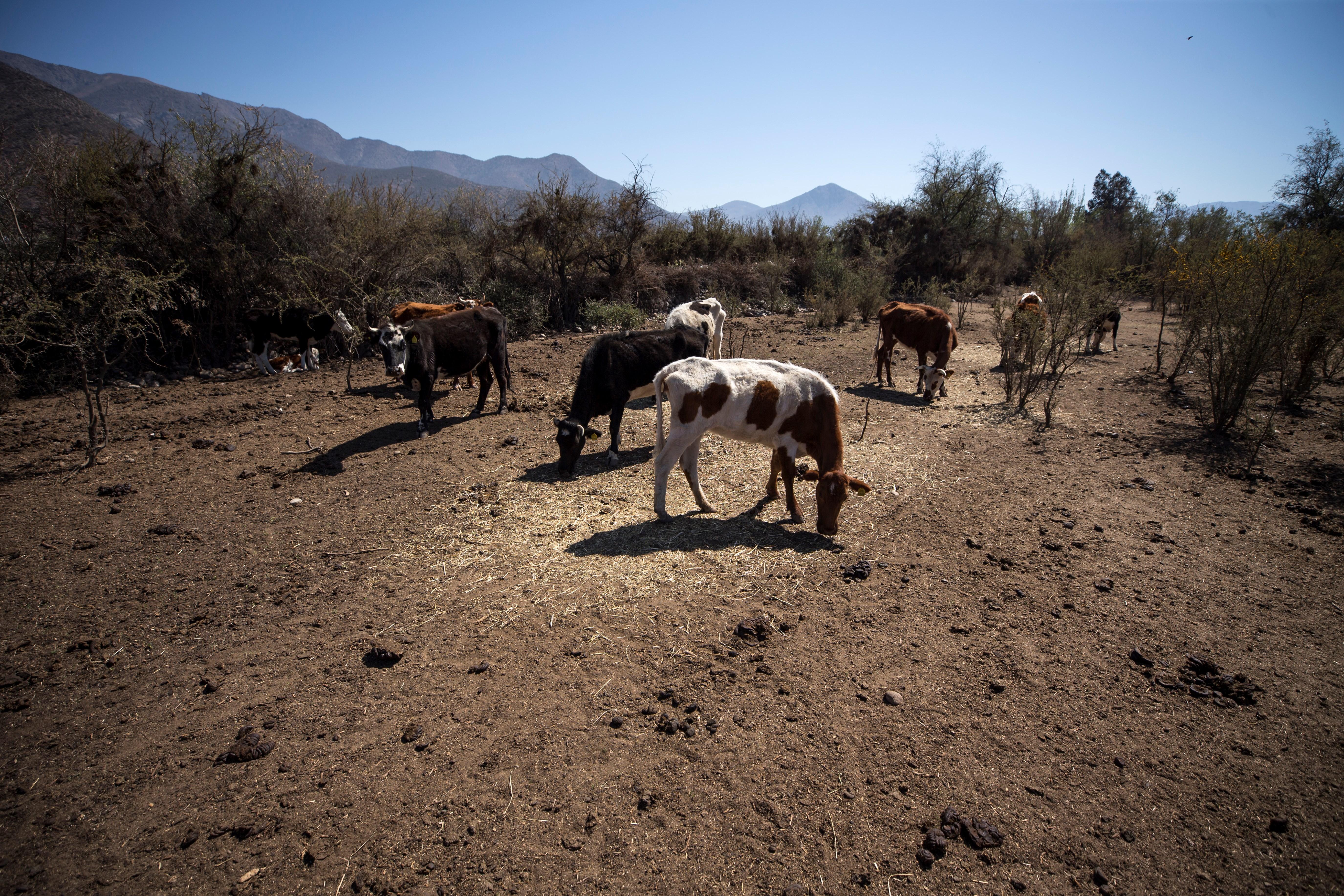 El aumento de la temperatura es un fenómeno mundial. (Foto Prensa Libre: Hemeroteca PL)