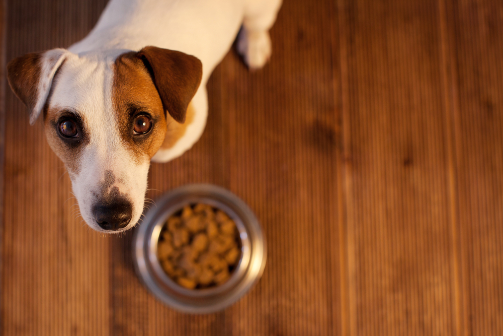 La alimentación de nuestra mascota es fundamental para su salud. (Foto Prensa Libre: Servicios).