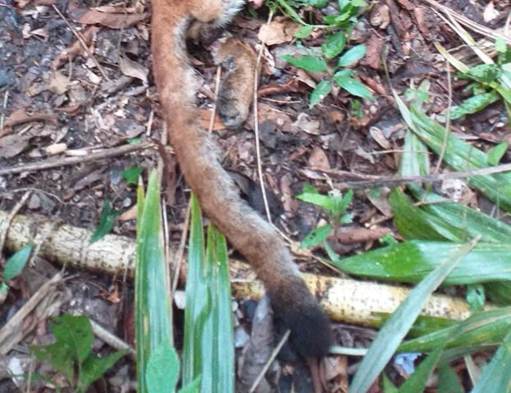 Restos del puma fueron localizados en la selva del biotopo El Zotz. (Foto Prensa Libre: Cortesía Fundaeco)