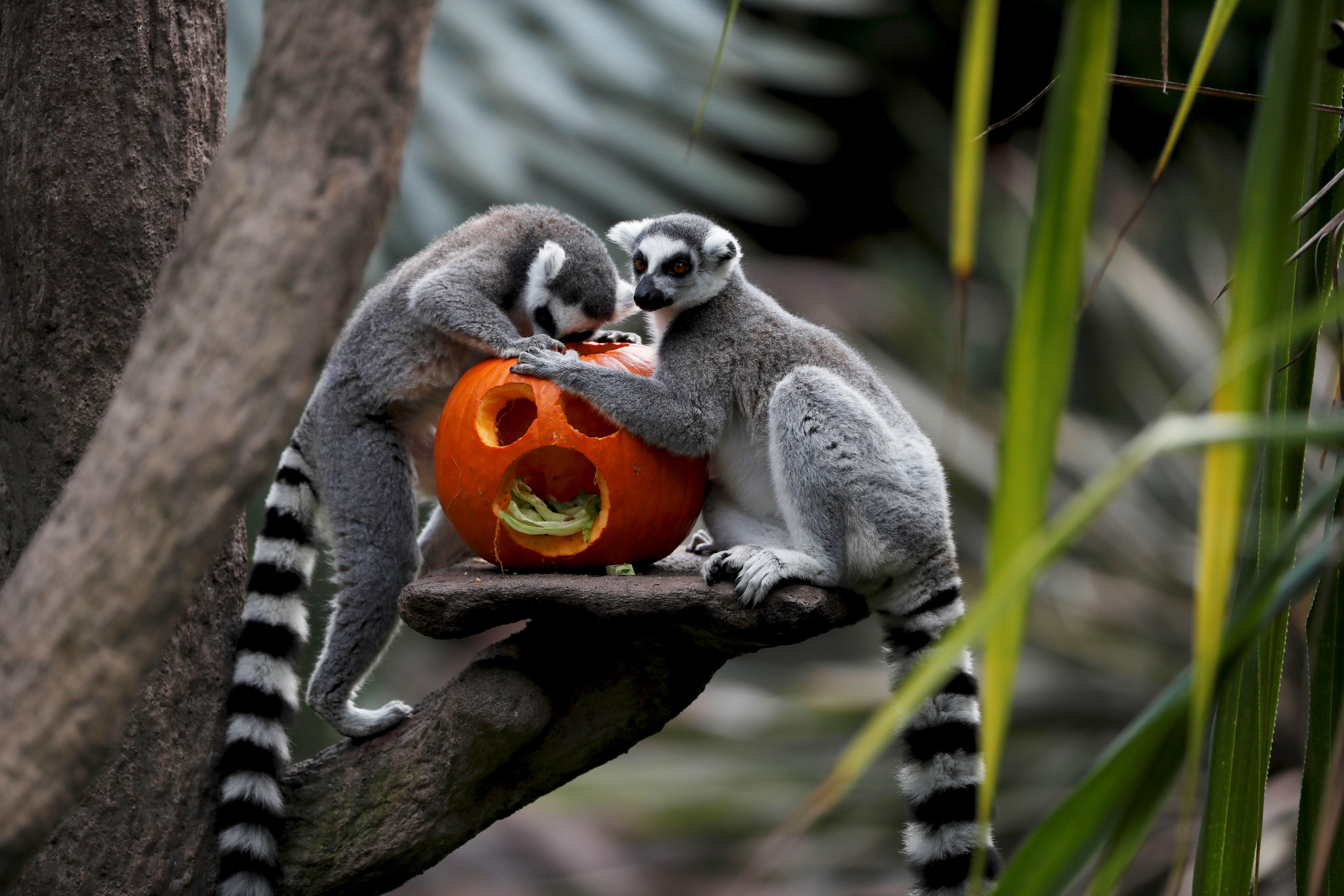 Lémures del zoológico La Aurora de la Ciudad de Guatemala se acercan a una calabaza con comida que sus cuidadores les dejaron en el recinto por la celebración de Noche de Brujas o Halloween. (Foto Prensa Libre: EFE/Esteban Biba)