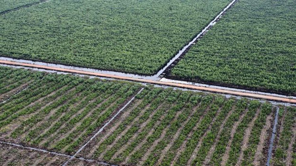 La bioeconomía tiene un gran potencial en la región. (Foto: AFP)