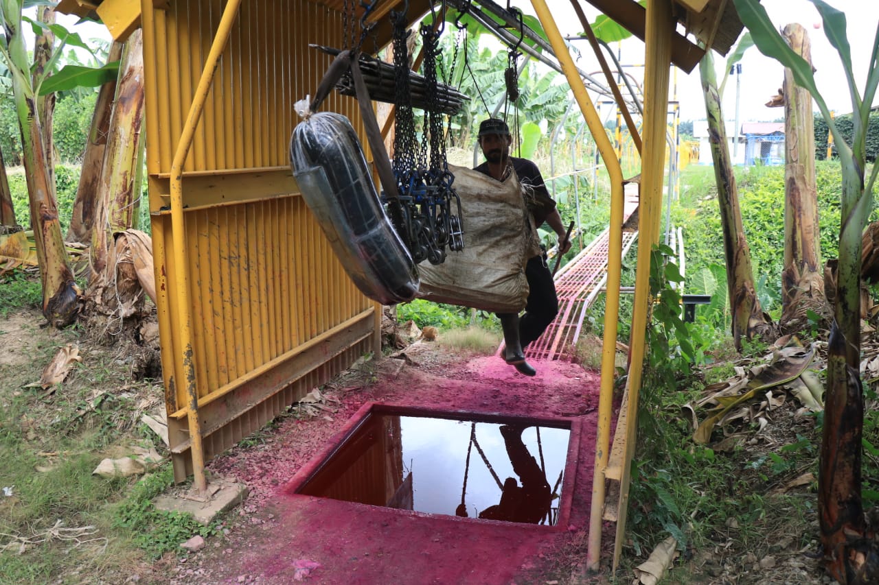 Fincas productoras de banano en Izabal implementaron medidas fitosanitarias y de bioseguridad para evitar ingreso de hongo. (Foto Prensa Llibre: Dony Stewart)