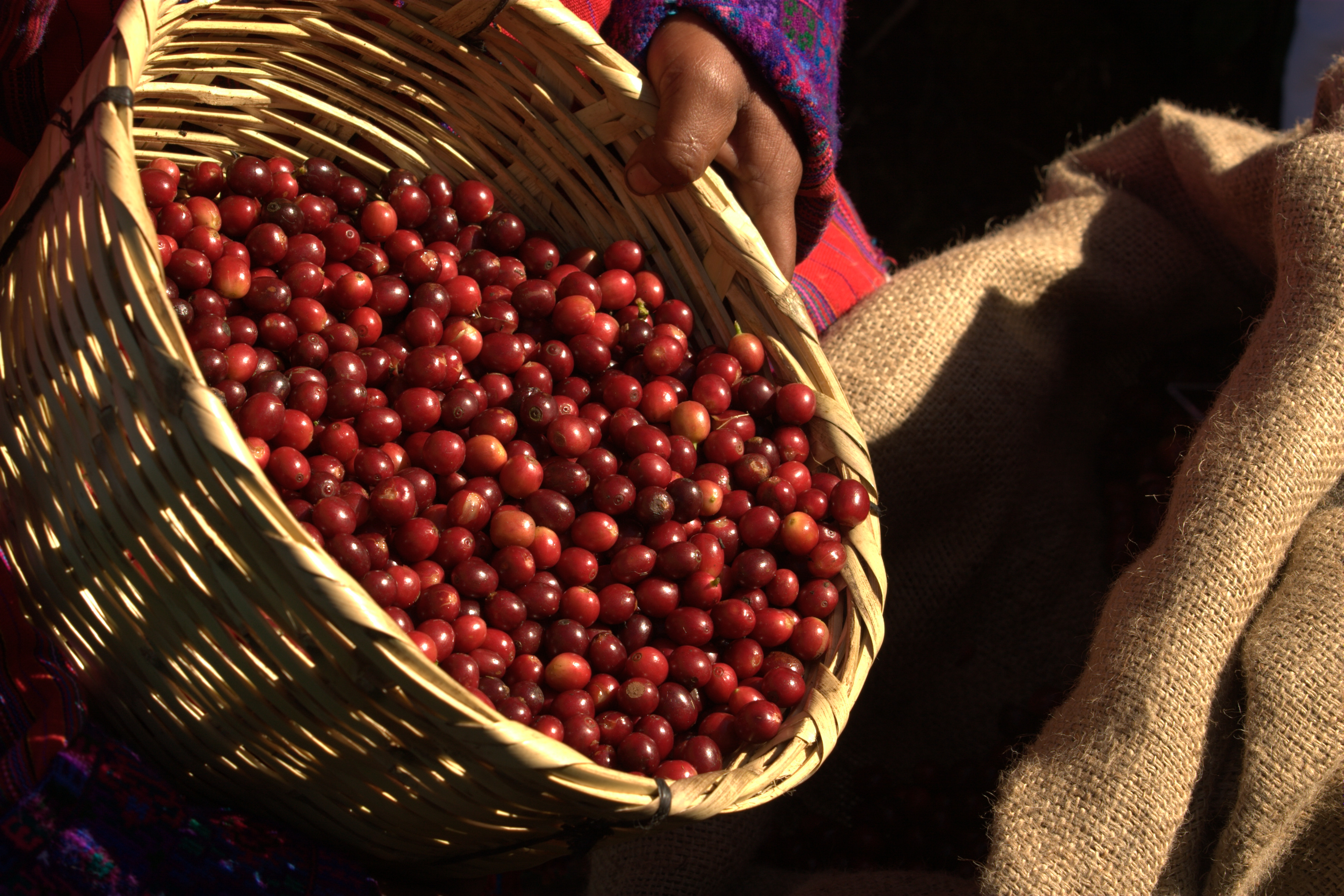 La falta de cortadores de café es notoria en algunas unidades productoras que están en proceso de cosecha, según Anacafé. (Foto Prensa Libre: Hemeroteca PL)