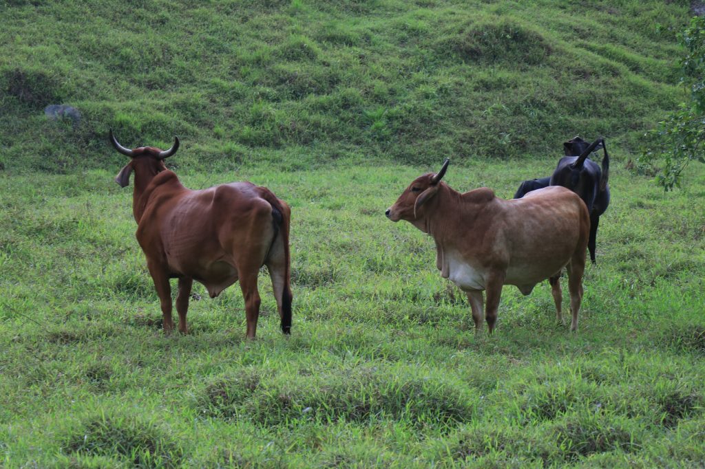 Semana del Ganadero y ExpoLeche